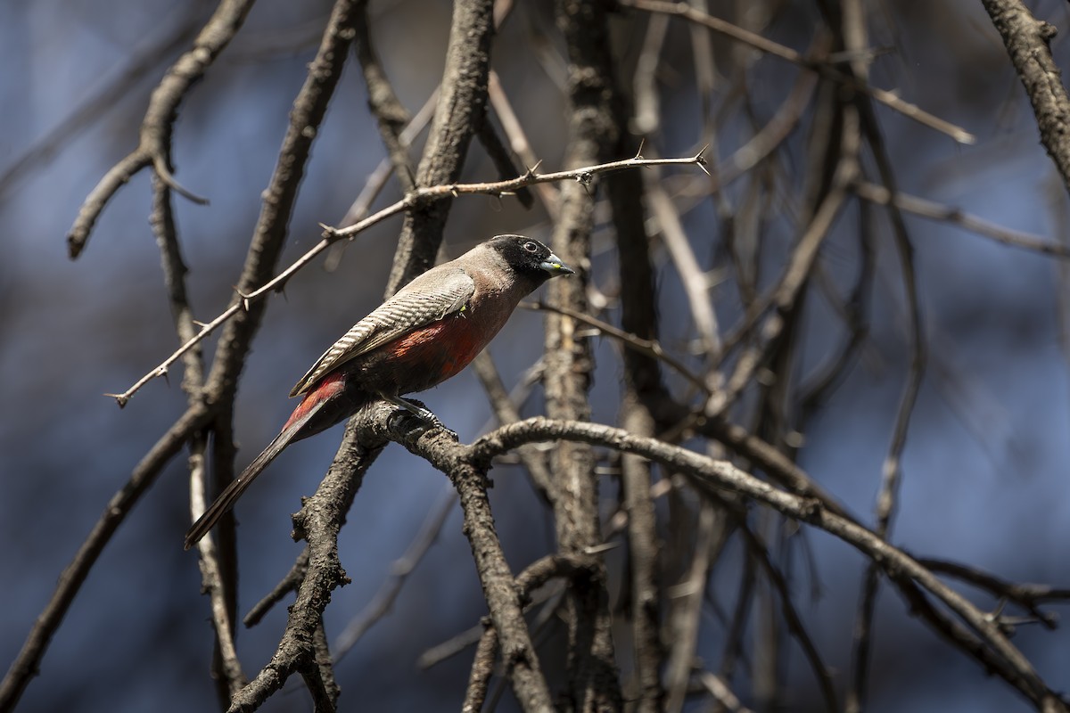 Black-faced Waxbill - ML651482394