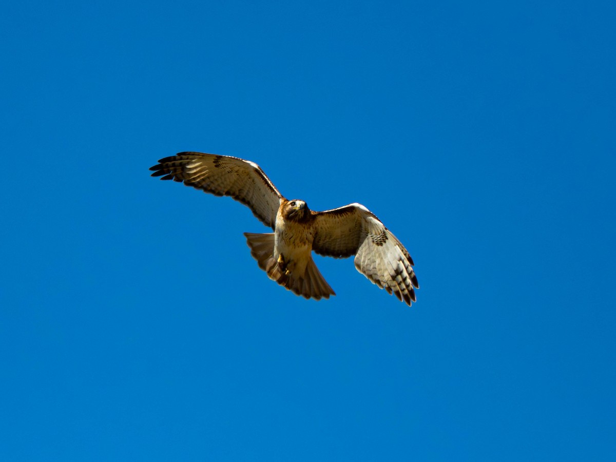 Краснохвостый канюк - ML651482455