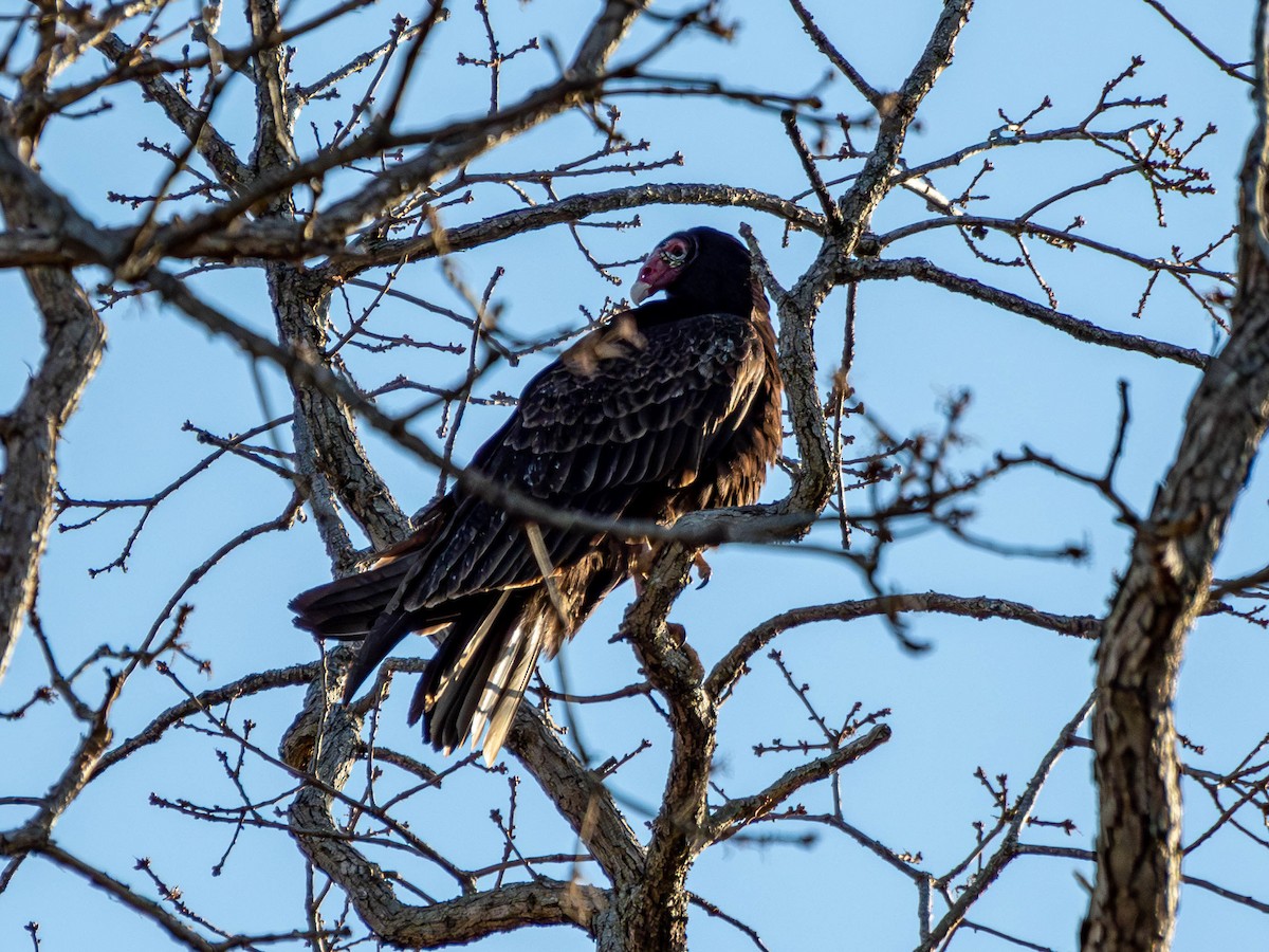 Катарта-индейка - ML651482460