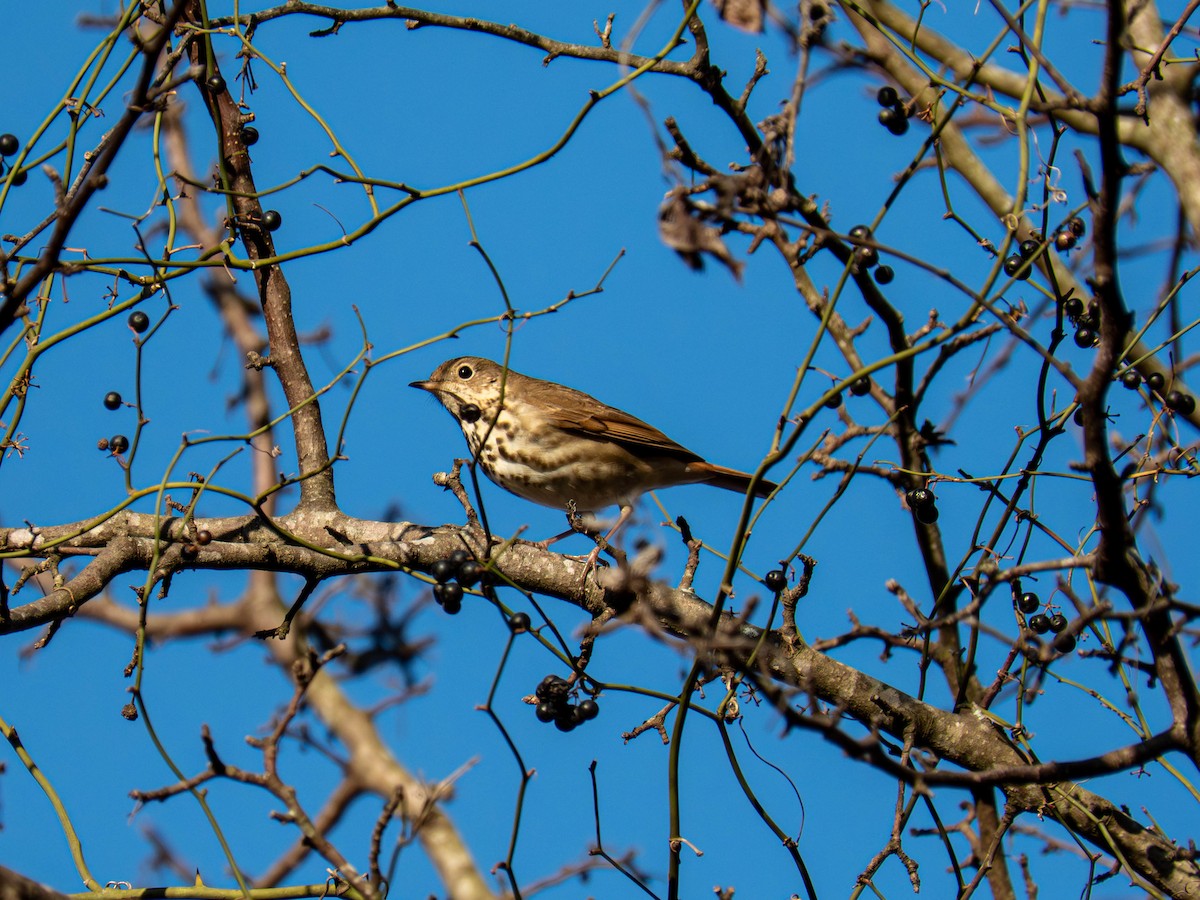 Дрозд-отшельник - ML651482474