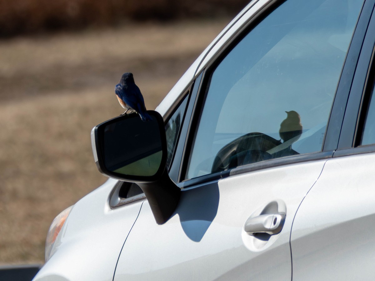 Восточная сиалия - ML651482479