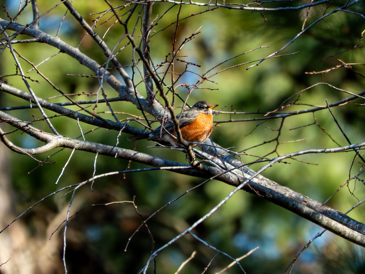 Странствующий дрозд - ML651482501