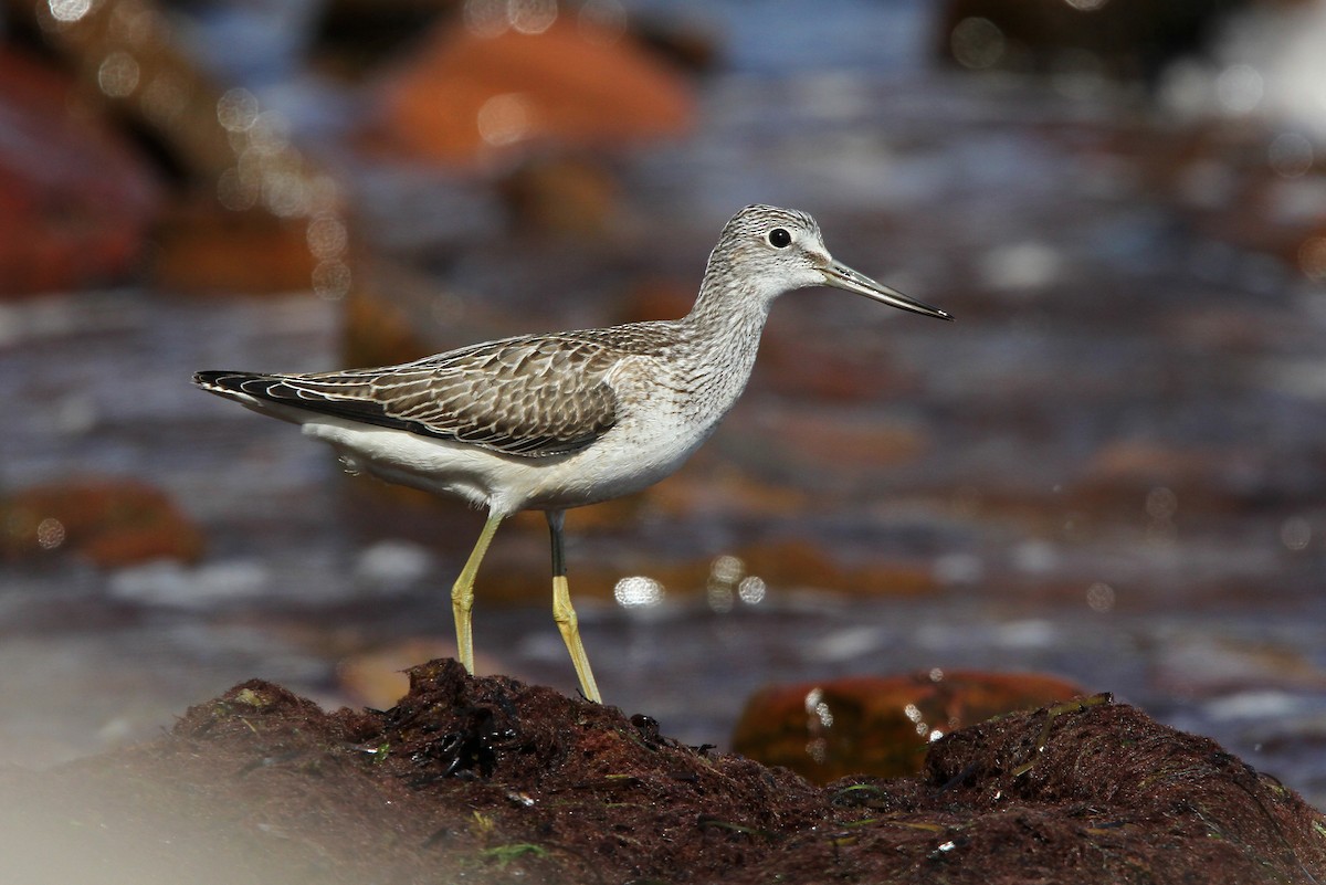 Common Greenshank - ML65148251