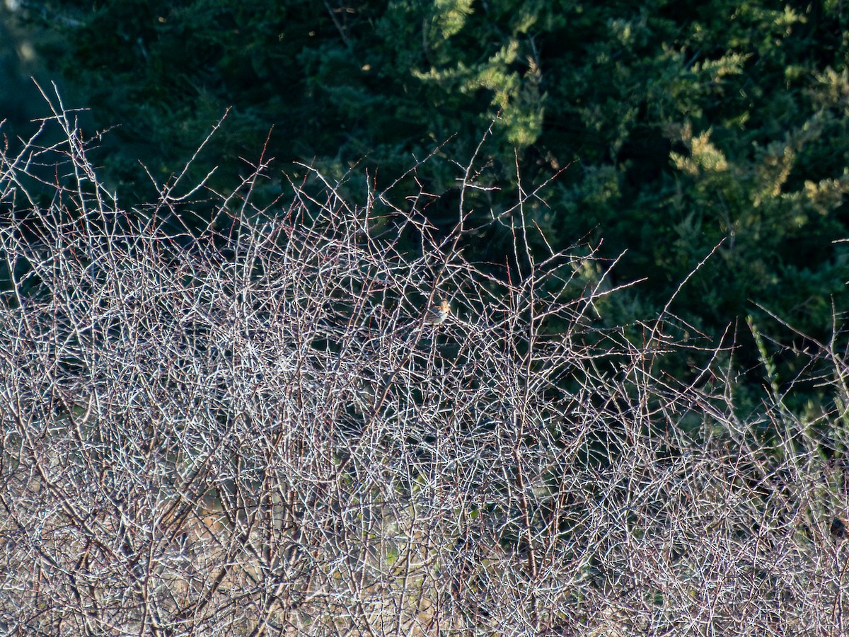 Пестрогрудая овсянка - ML651482668