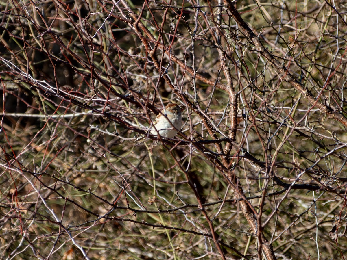 Саванная овсянка - ML651482681