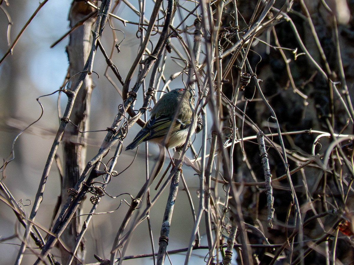 Рубиноголовый королёк - ML651482746