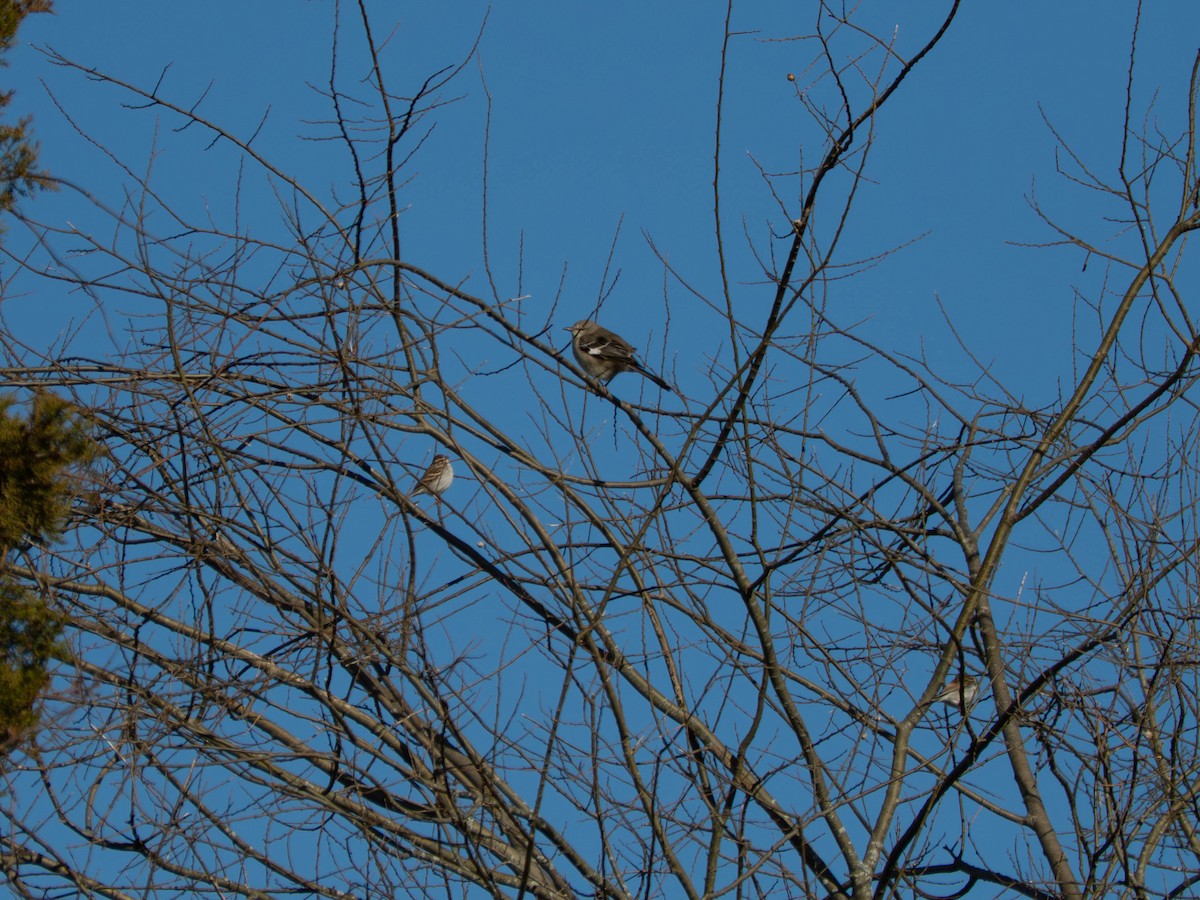 Многоголосый пересмешник - ML651482758