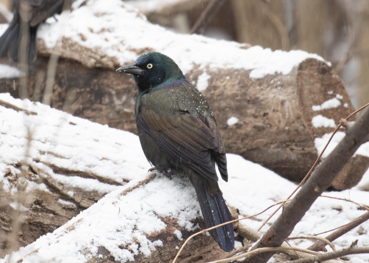 Common Grackle - ML651482992