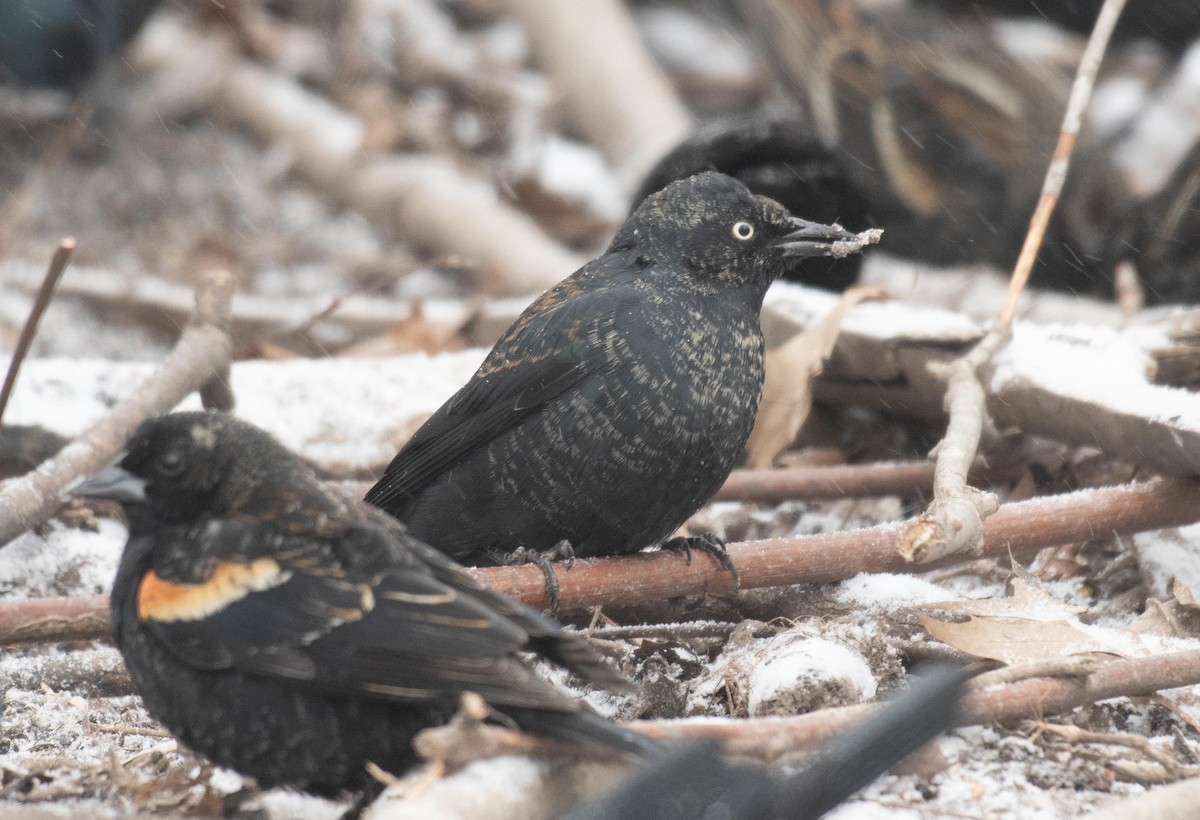 Rusty Blackbird - ML651483007