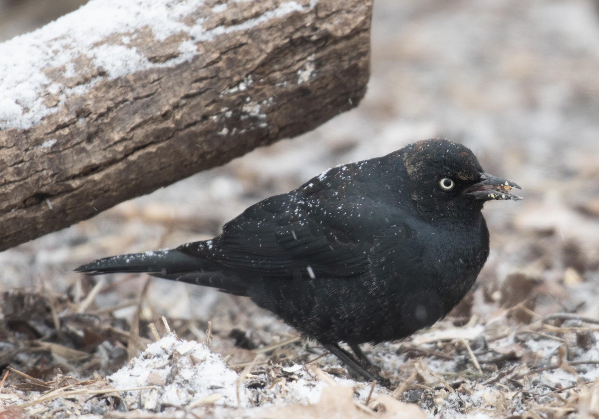 Rusty Blackbird - ML651483008
