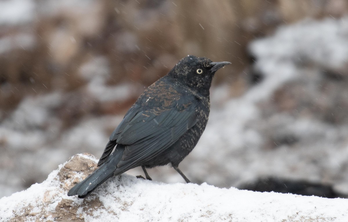 Rusty Blackbird - ML651483009