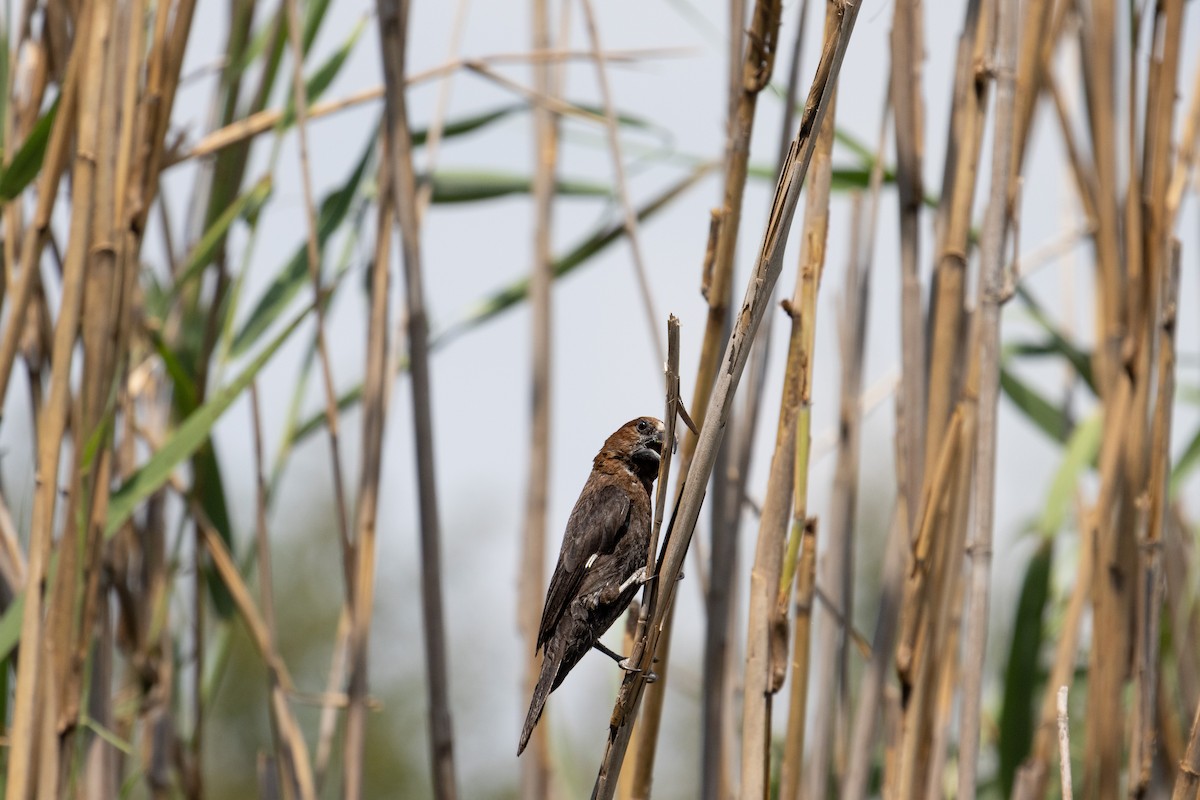 Grosbeak Weaver - ML651483020