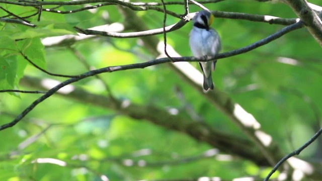 Reinita Alidorada - ML651483477