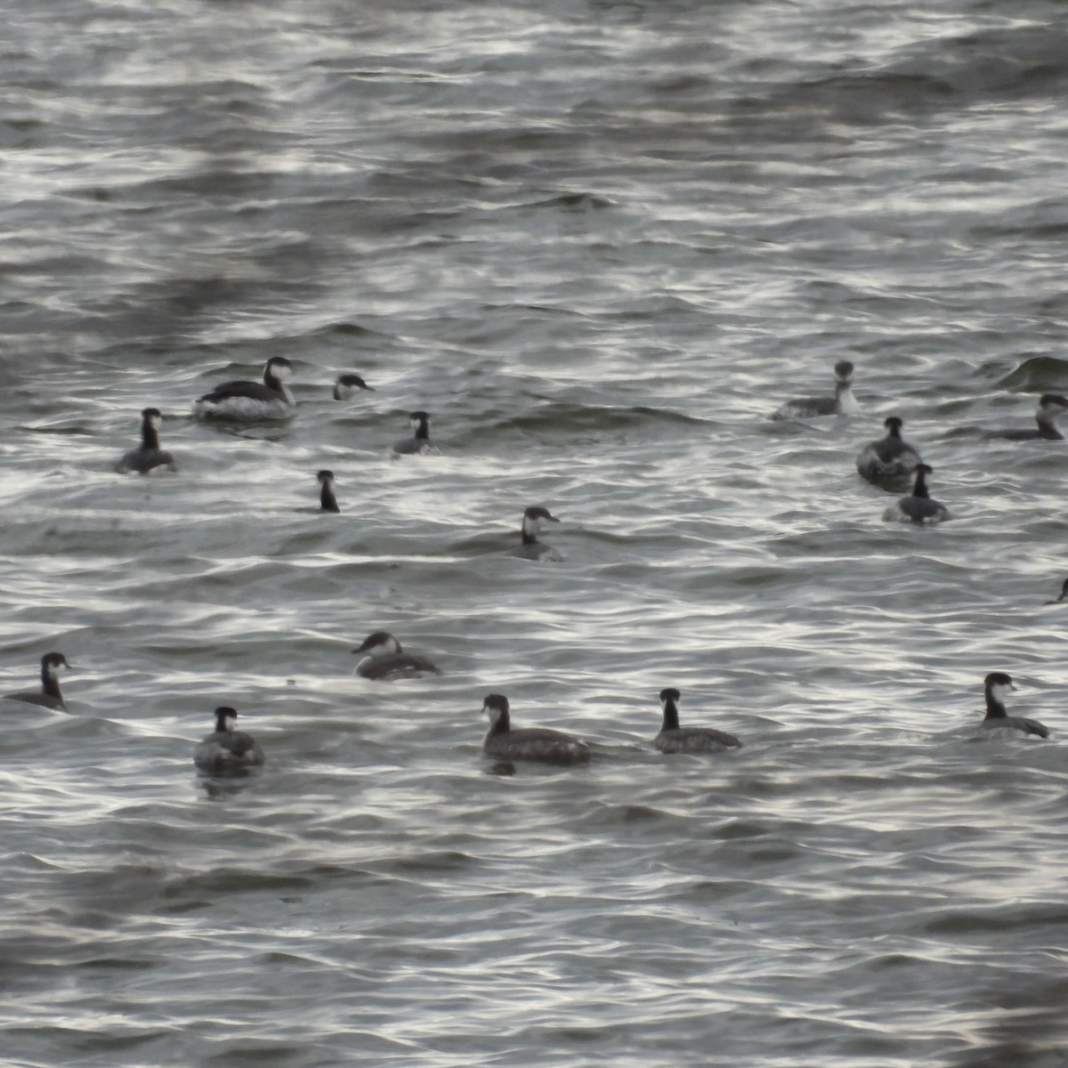 טבלן לבן-לחיים - ML651483600
