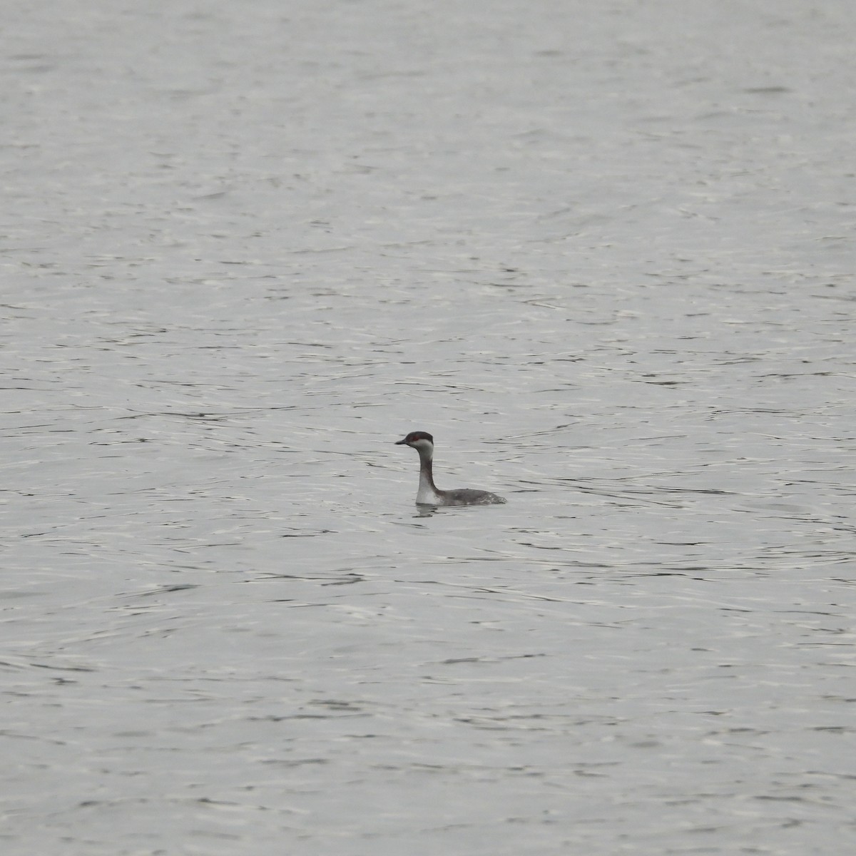 טבלן לבן-לחיים - ML651483614
