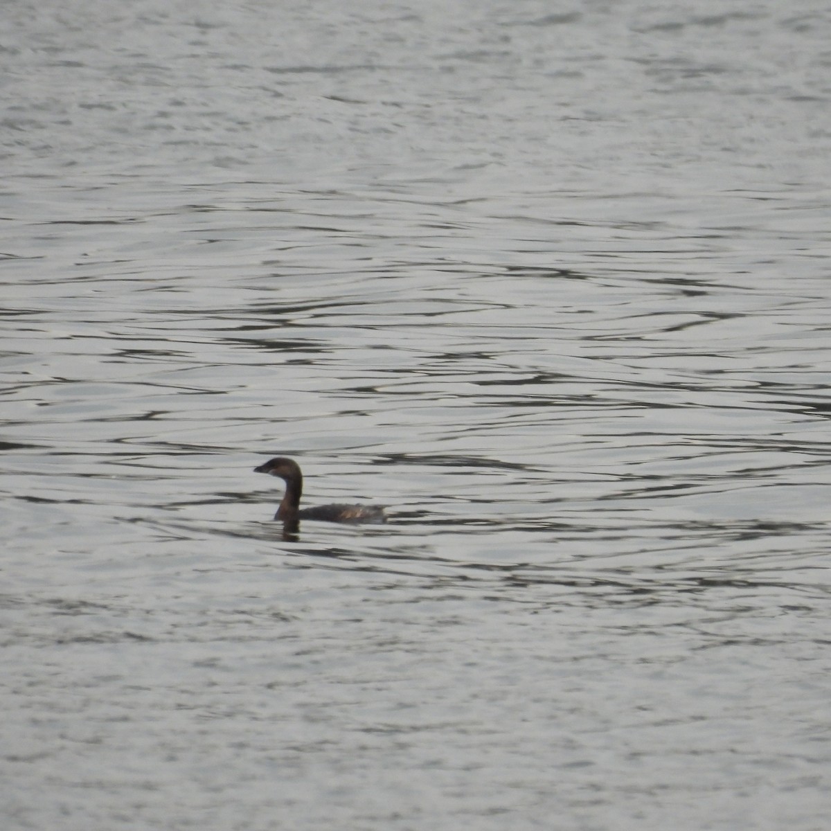 טבלן עקוד-מקור - ML651483635