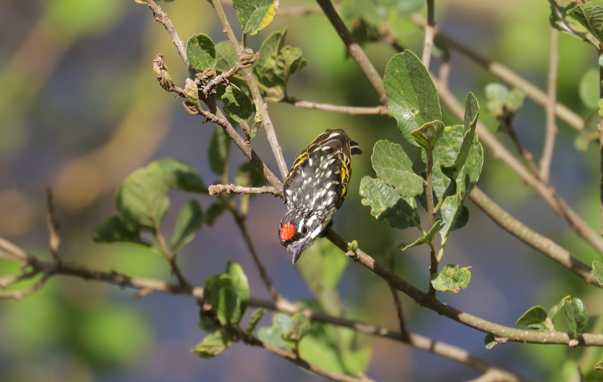 Northern Red-fronted Tinkerbird - ML651484404