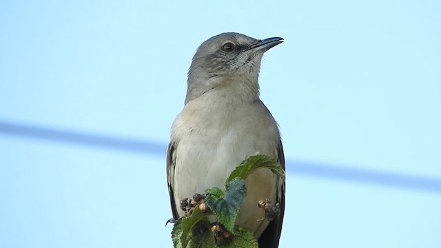Northern Mockingbird - ML651485210