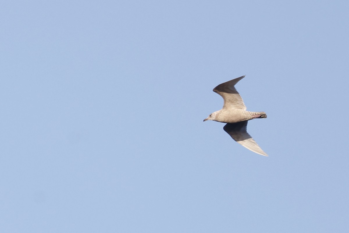 Полярная чайка (glaucoides) - ML651485326