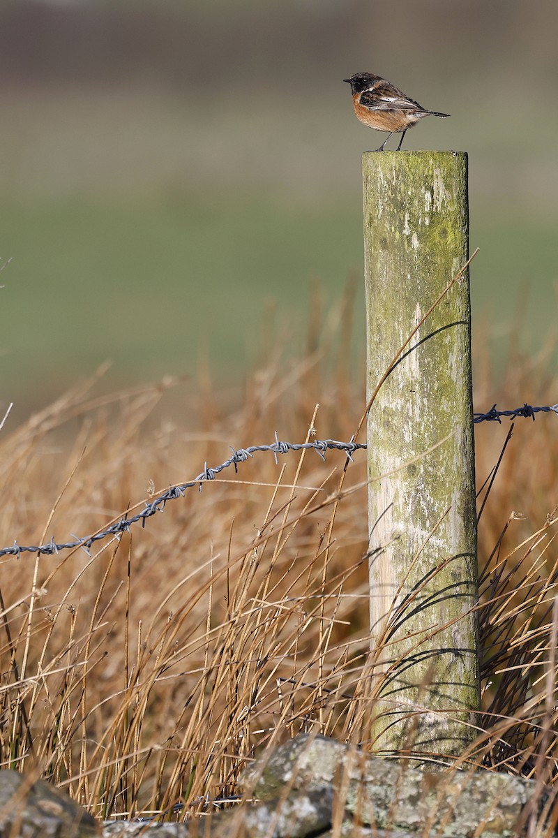 Черноголовый чекан - ML651485346