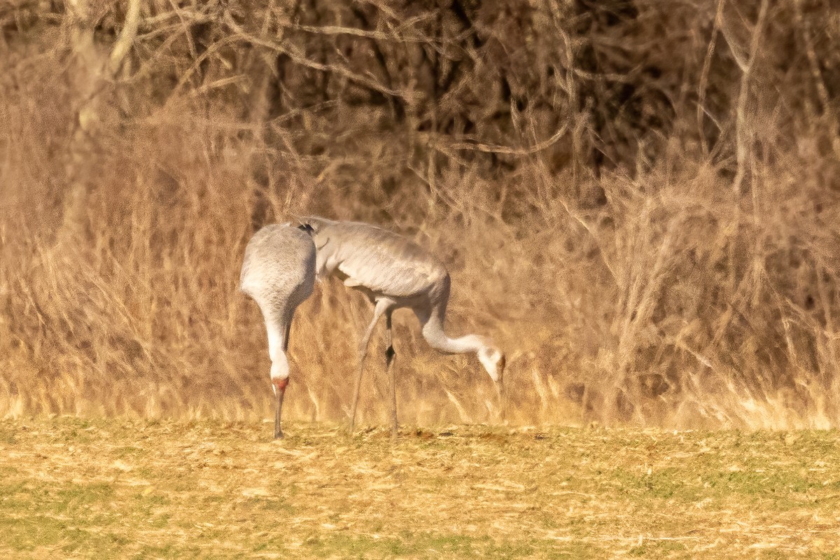 Sandhill Crane - ML651485347