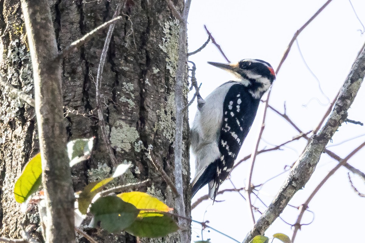 Hairy Woodpecker - ML651485436