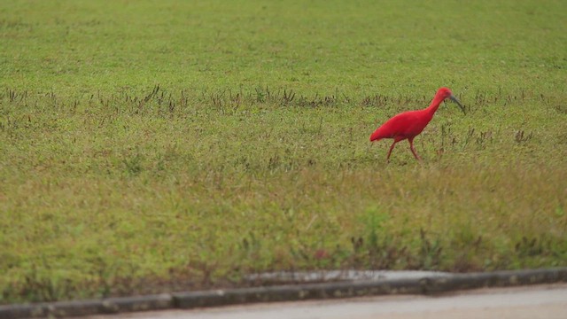 Ibis scarlatto - ML651485865