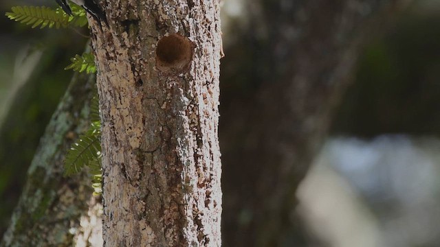 Red-bellied Woodpecker - ML651486189