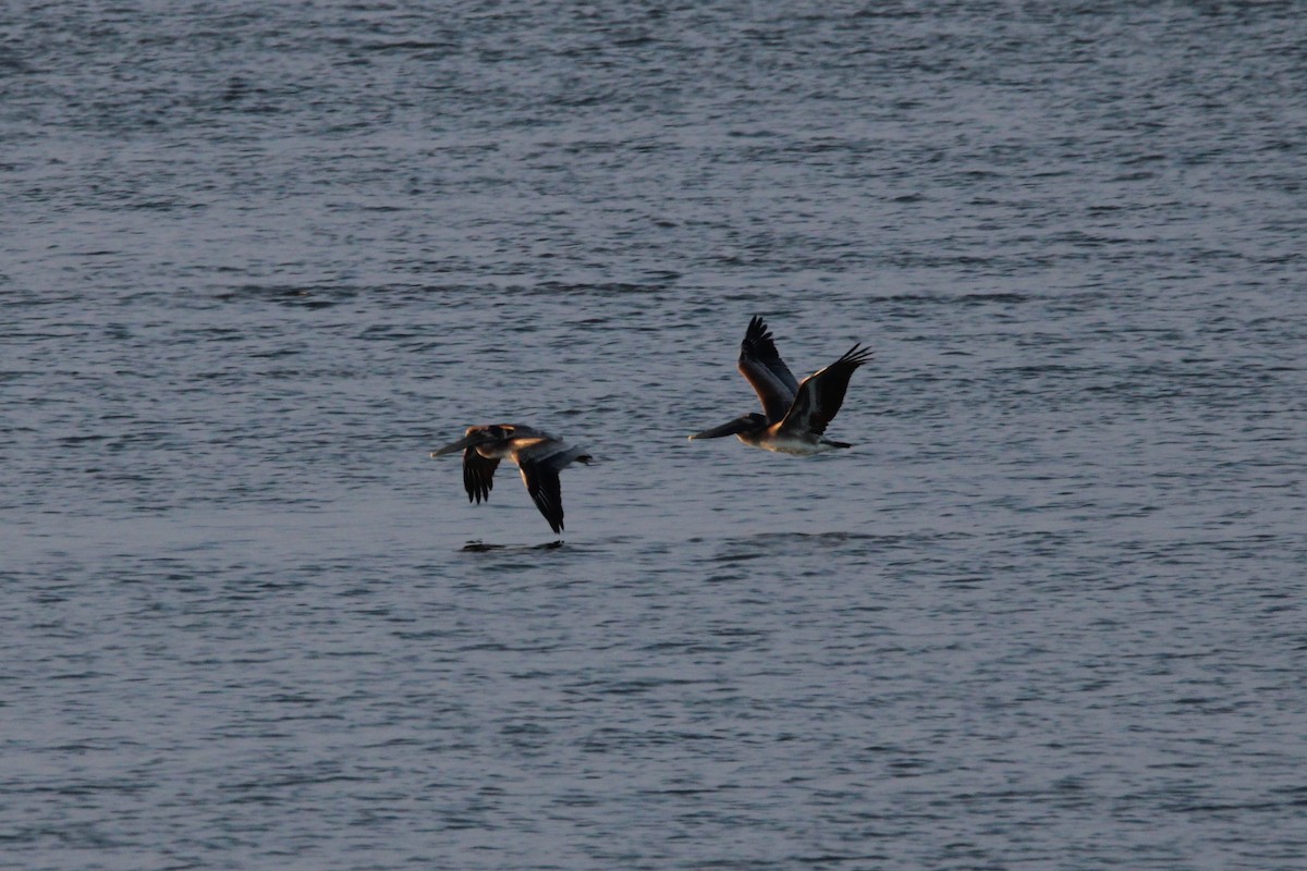 Brown Pelican - ML651486304