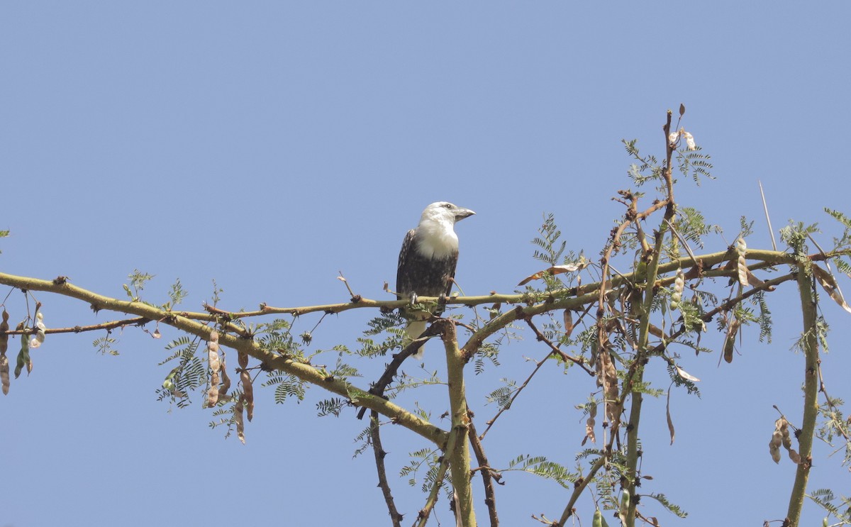 Лібія білолоба - ML651486429