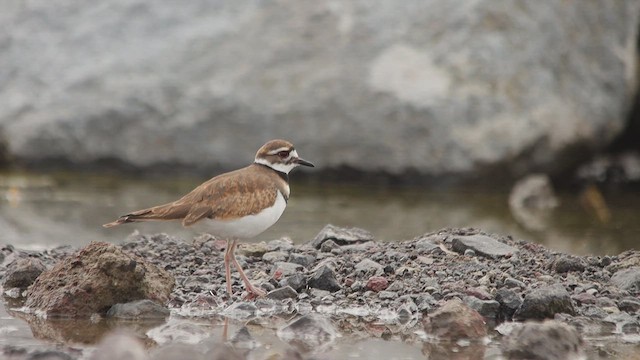 Killdeer - ML651487218