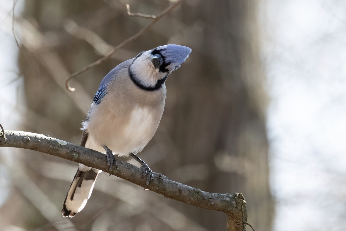 Blue Jay - ML651487777
