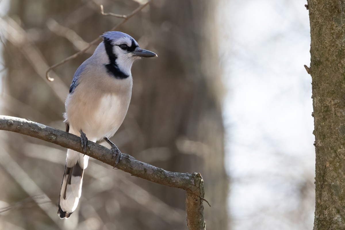 Blue Jay - ML651487778