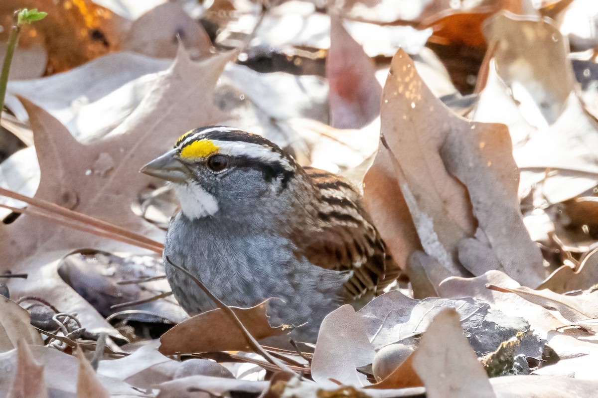 White-throated Sparrow - ML651487802