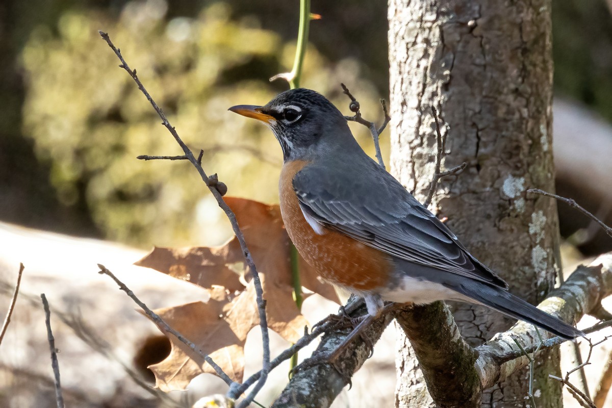 American Robin - ML651487903