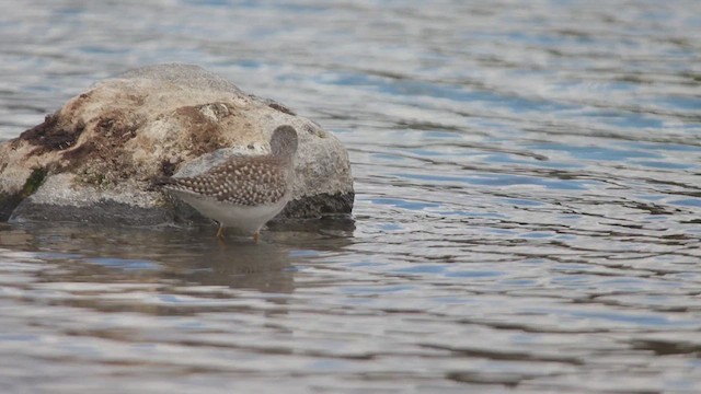 Totano zampegialle minore - ML651488092