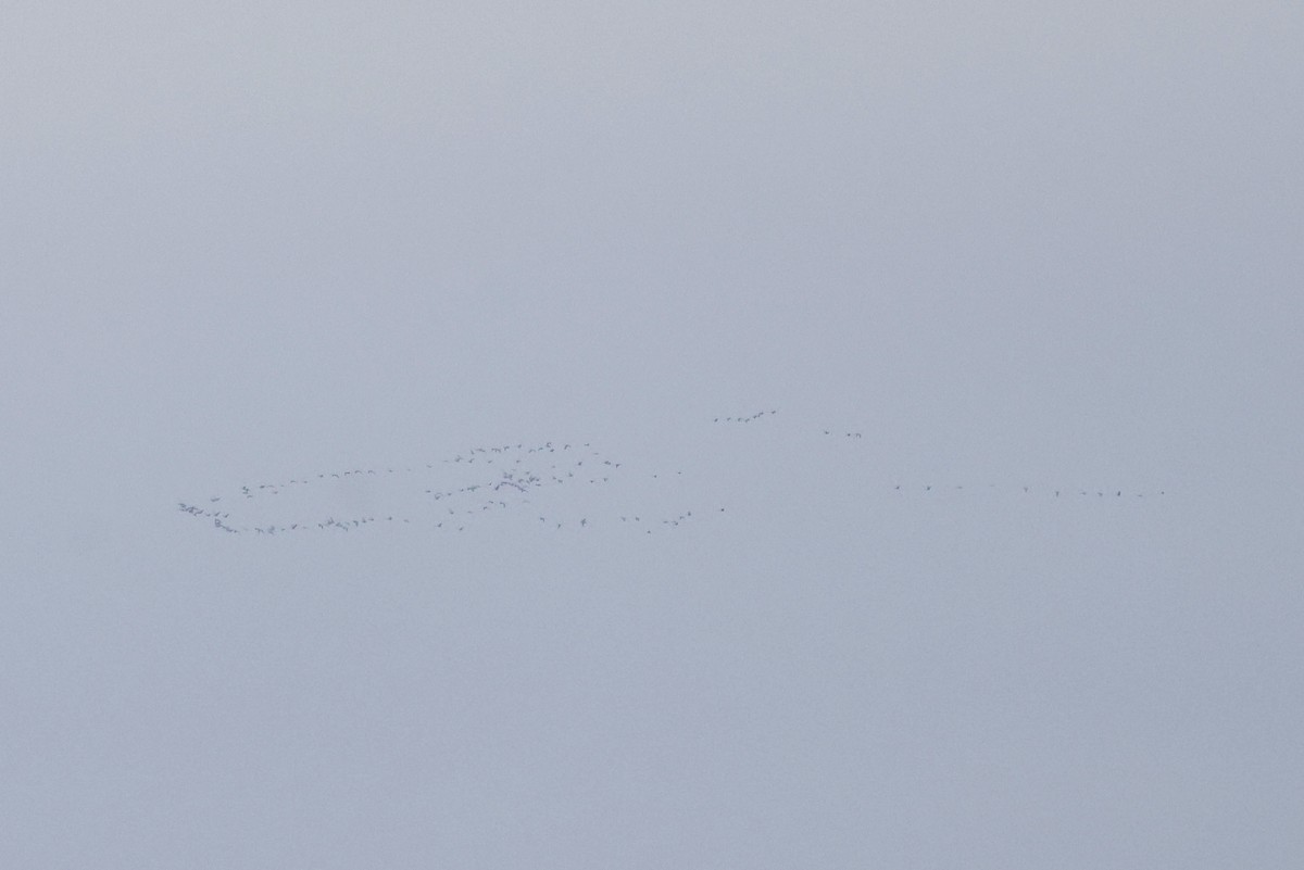 Короткоклювый гуменник - ML651488867