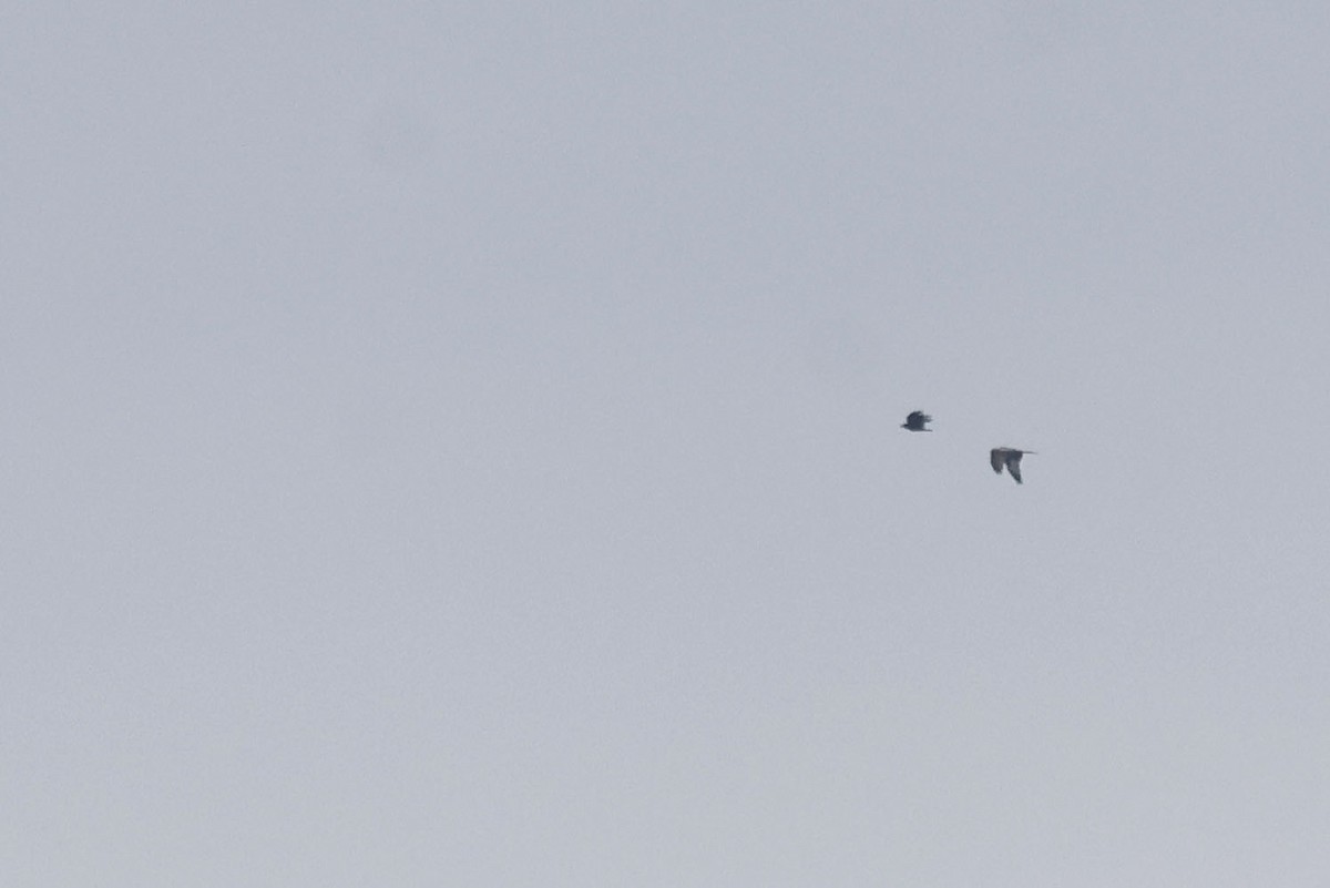 Красный коршун (milvus) - ML651488883