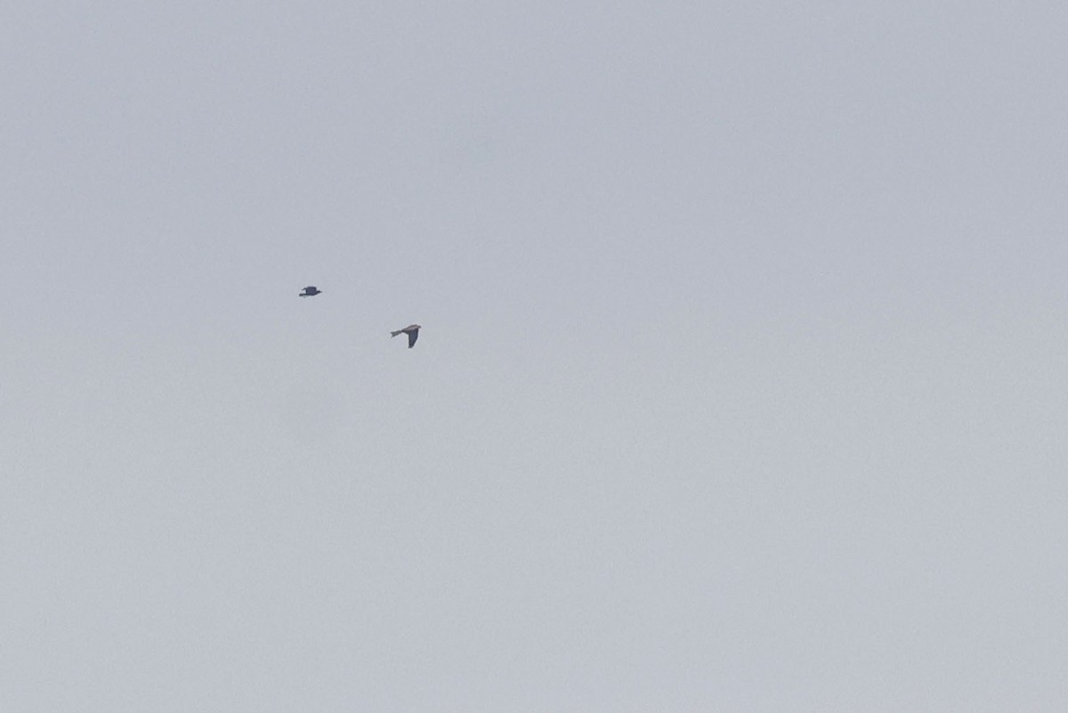 Красный коршун (milvus) - ML651488884