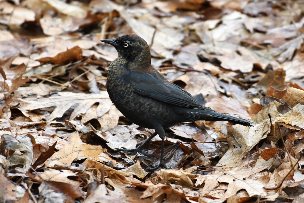 Rusty Blackbird - ML651489324