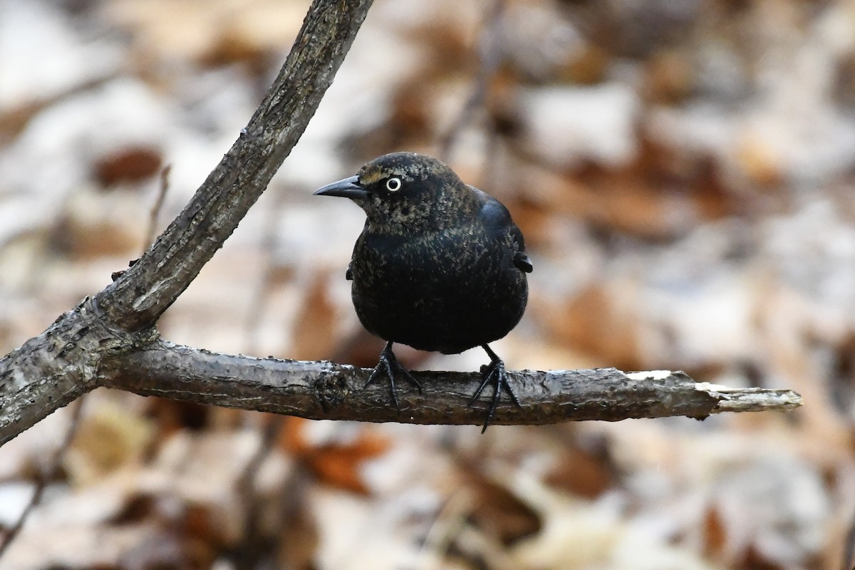 Rusty Blackbird - ML651489331