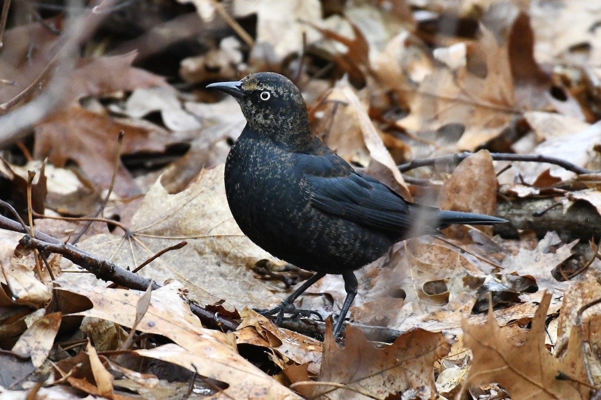 Rusty Blackbird - ML651489332