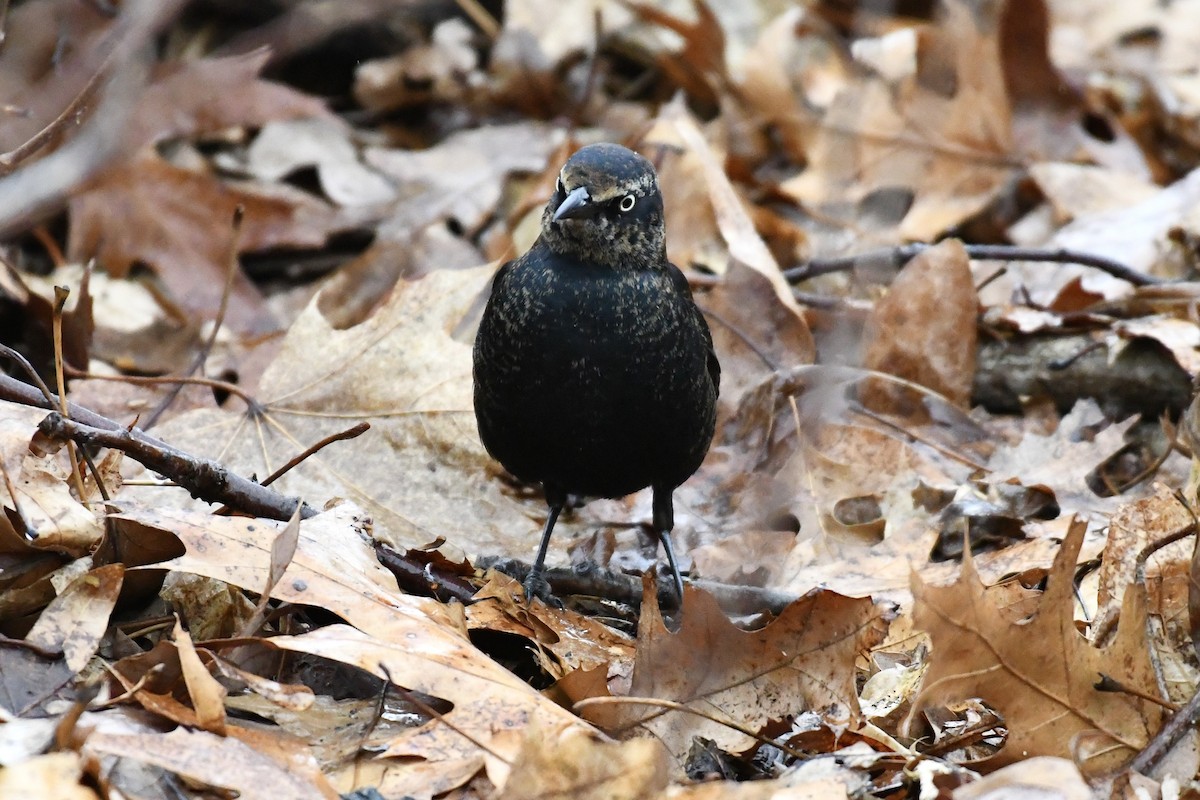 Rusty Blackbird - ML651489353