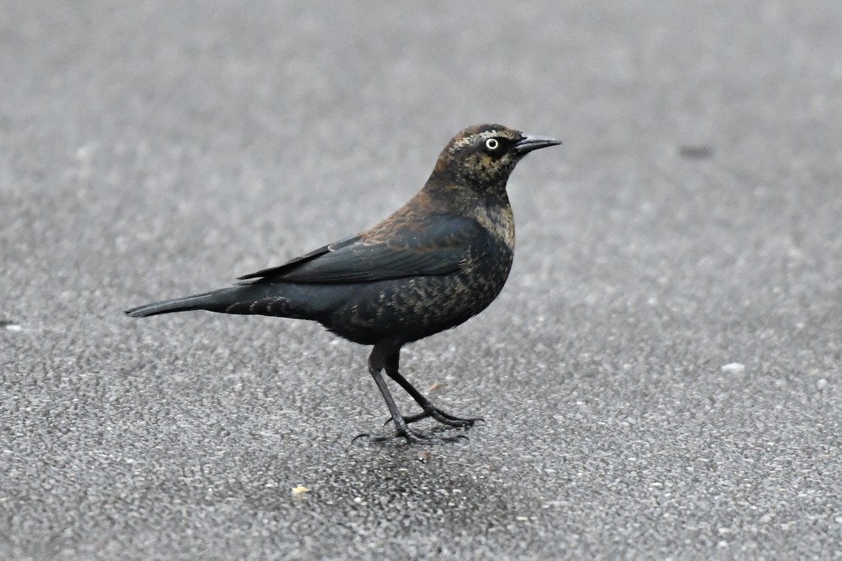 Rusty Blackbird - ML651489362