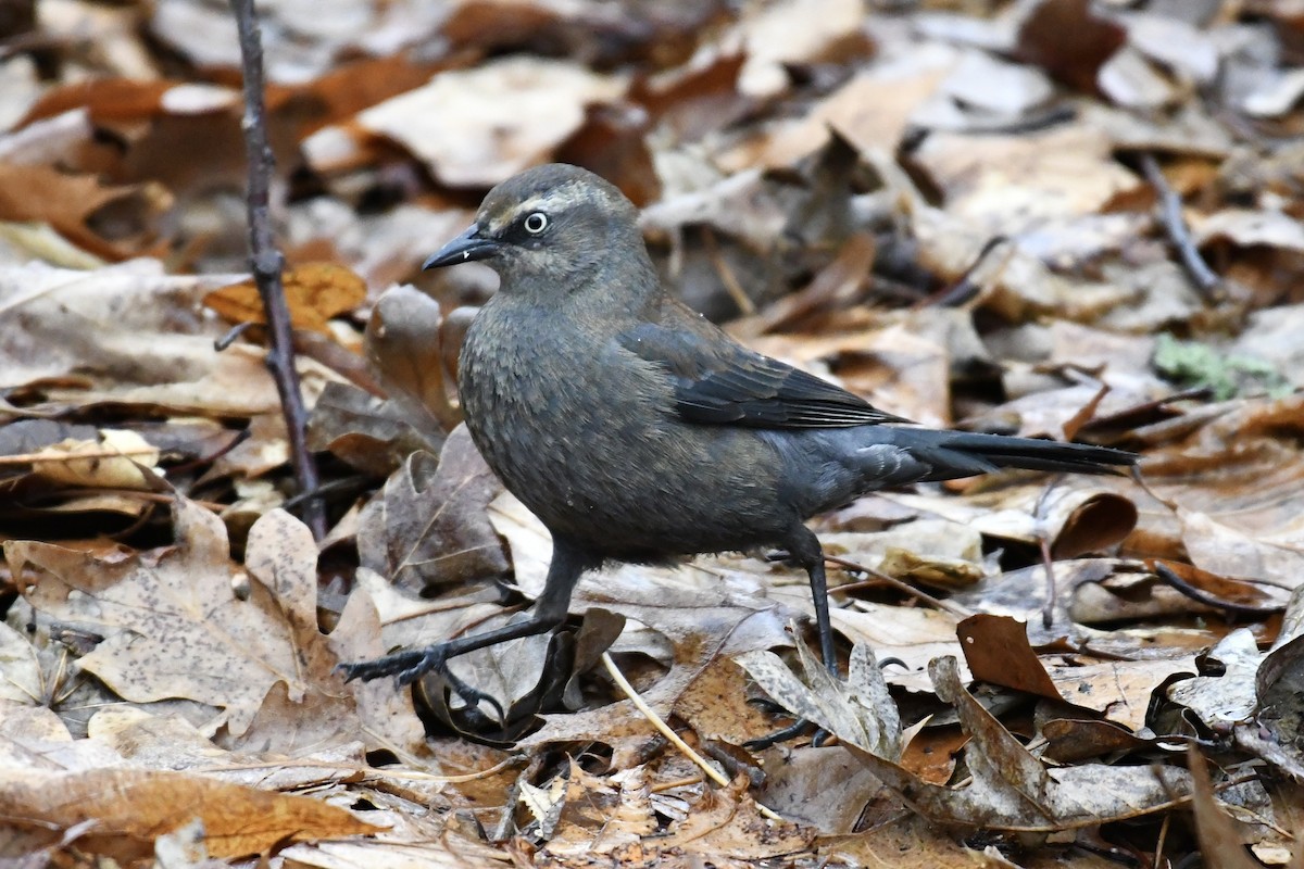 Rusty Blackbird - ML651489364