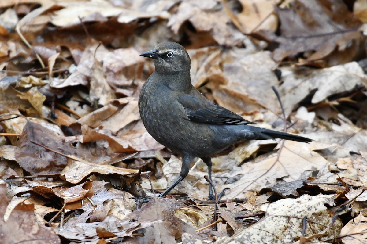 Rusty Blackbird - ML651489365