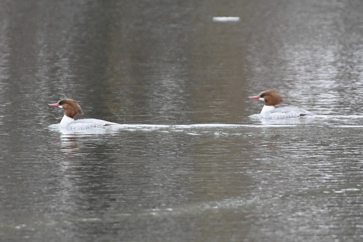 Common Merganser (North American) - ML651489379