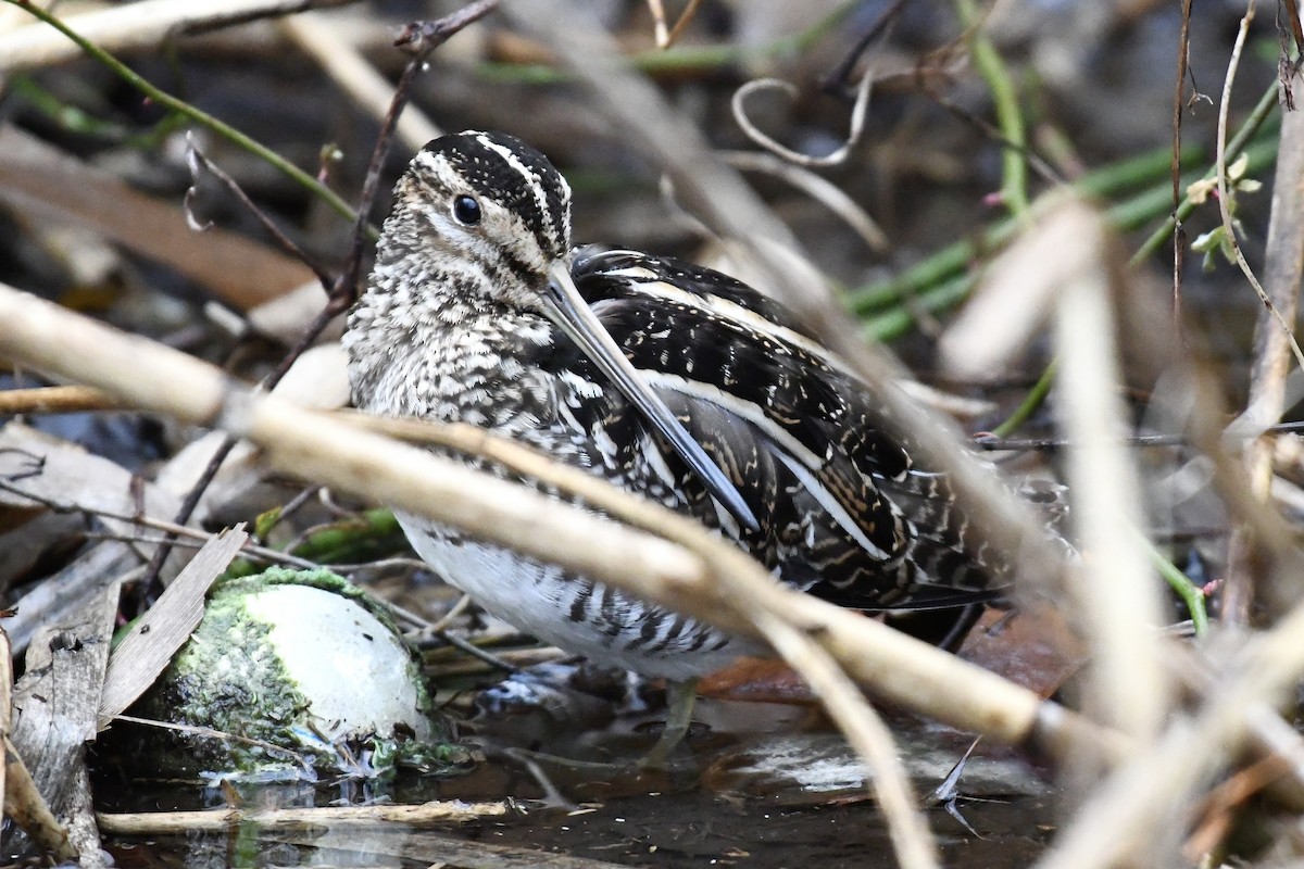 Wilson's Snipe - ML651489392