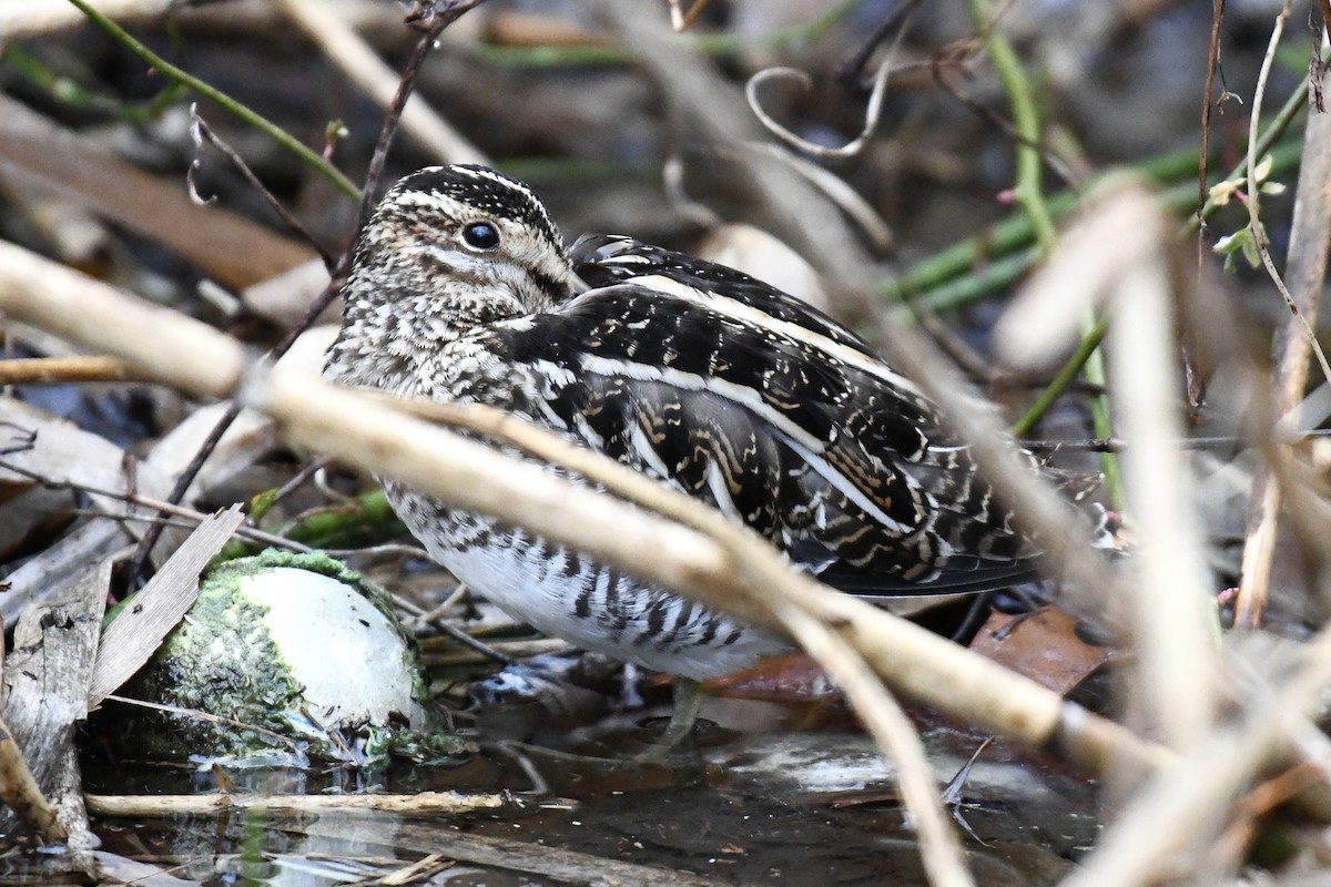 Wilson's Snipe - ML651489401