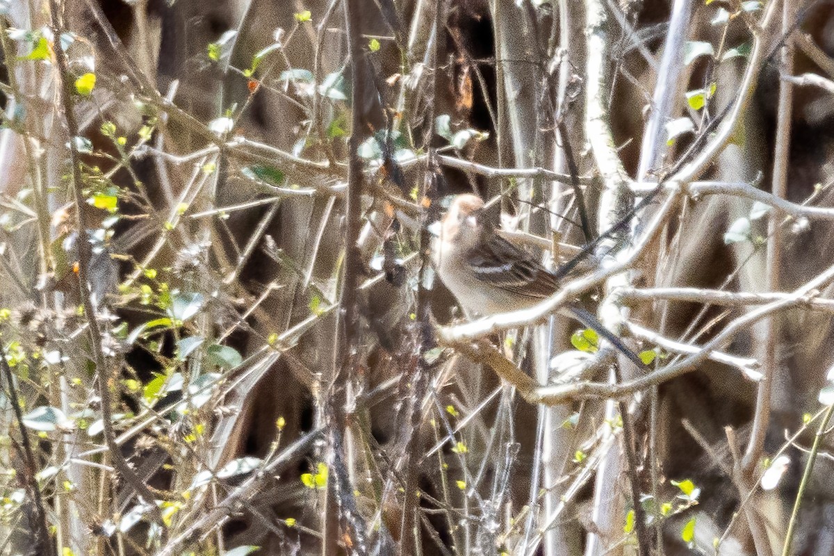 Field Sparrow - ML651489607